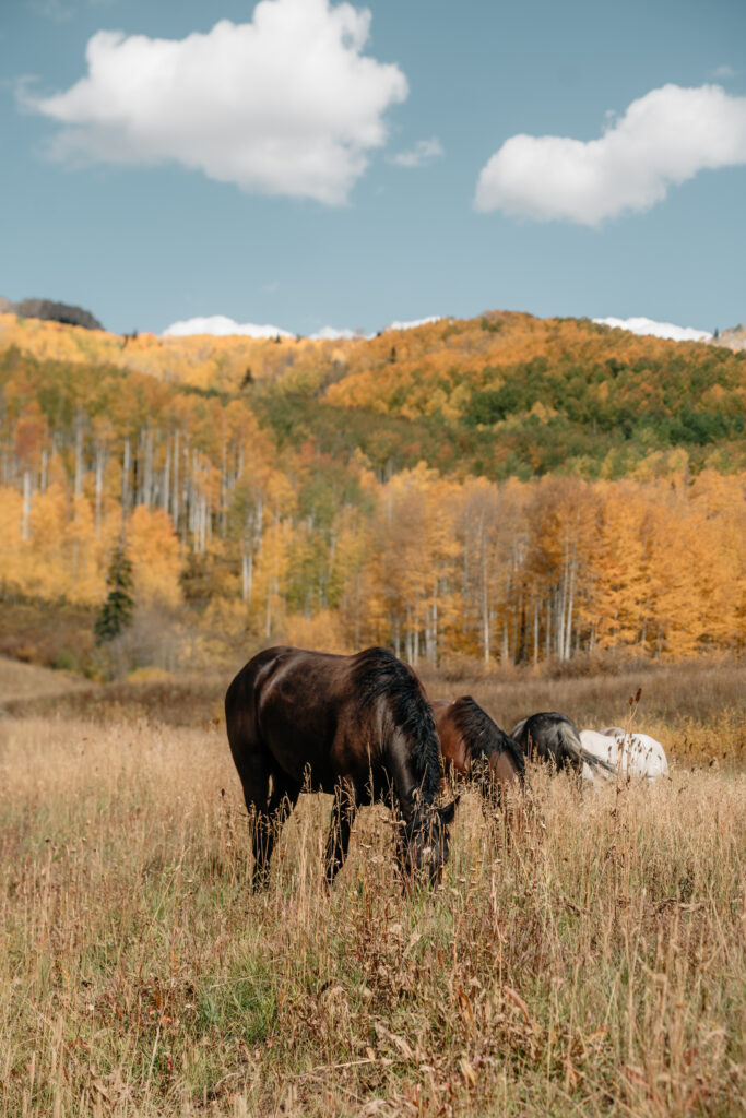 Crested Butte Horses